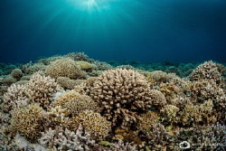 Pristine corals of the Tubbataha reef by Nadya Kulagina 